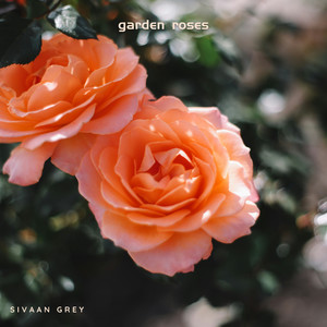 garden roses