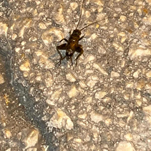 bir kış masalı gibi (feat. nepzyyy)