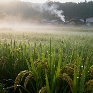 Morning Light Through Your Window