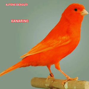 Kanarine