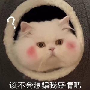 婷子啦啦啦啦啦啦 - 半情歌