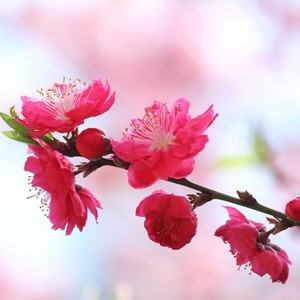 桃花看 (Demo)