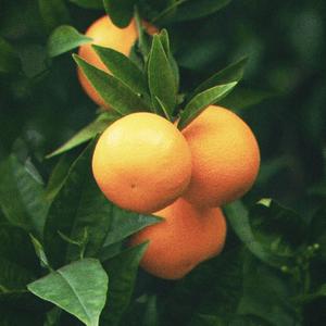 BITTERSWEET (feat. Chico Panama) (Explicit)