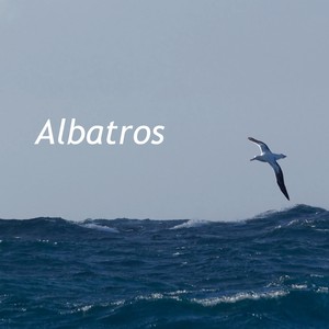 Albatros