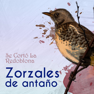 Zorzales de Antaño…Se Cortó La Redoblona