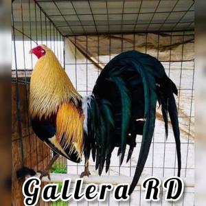 La Pasión Gallistica del Sur (feat. Roger Ramirez)