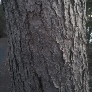IamGroot (Explicit)