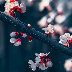 Baby im Sorry (氛围版)