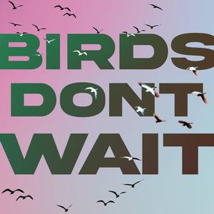 birds dont wait (Explicit)