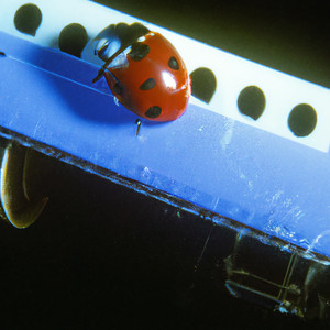 Pecera (Alt. Version)