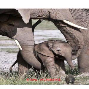 Dyc Freestyle (Explicit)