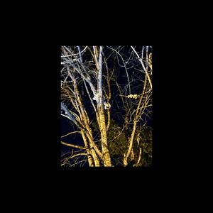 Return of the King (feat. BXJ) (Explicit)