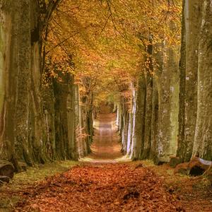 Alley of Trees, Pt. 2