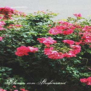 Blumen vom Straßenrand