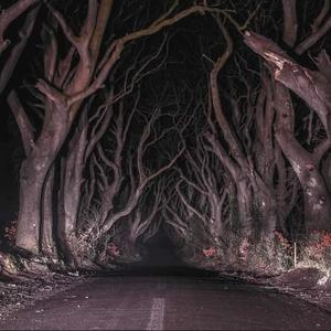 Forest (feat. nari) (Explicit)