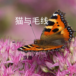 猫步猫步 (DJ版)