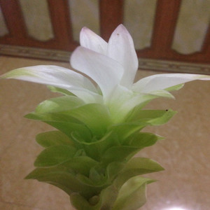 Fresh Green Tone For Life