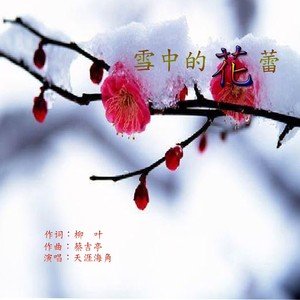 雪中的花蕾 (伴奏)