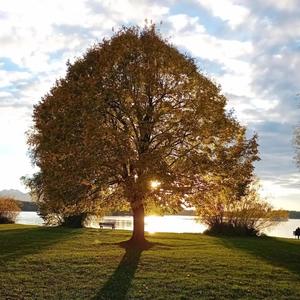 מדיטצית אור והזנה