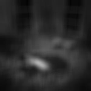 MORBID HAVEN (Explicit)