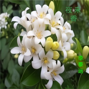 夜来花曲