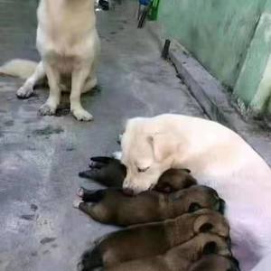 YUNG NEO-带尼离开 (Smurfs remix)