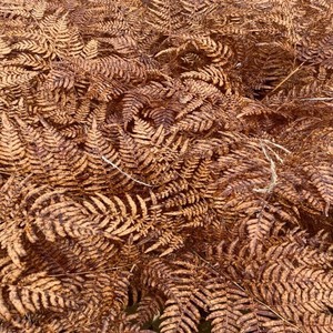 Histoire d’un soir (Acoustic)