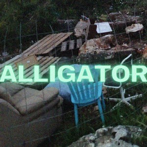 Alligator