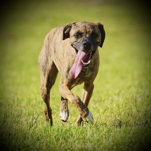 Hope I'm A Dog (feat. Stewart McKie & Sarah Tolle) (Special Version)