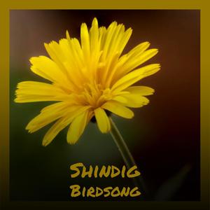 Shindig Birdsong