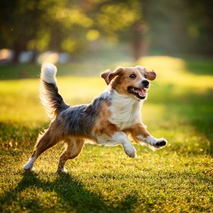Mascotas dormidas - El Sonido De Ronroneos Y Ritmos