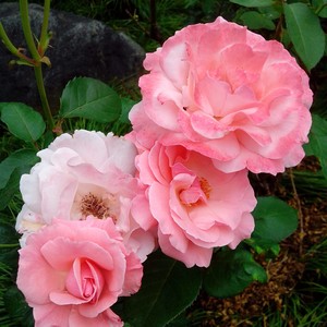 我也想过俩个人的生活