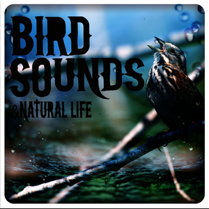 Rill Through the Trees