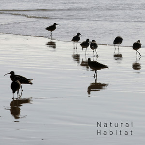 Natural Habitat - Collection of Nature Sounds: Water and Birds