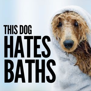 This Dog Hates Baths