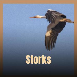 Storks