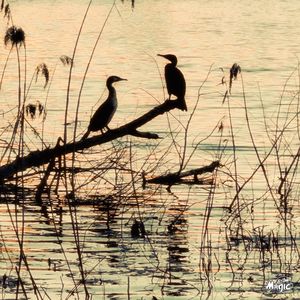 As A Bird