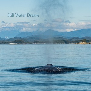 Still Water Dream