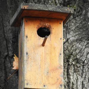 Birdhouse (feat. K. Väisänen)