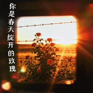 你是春天绽开的玫瑰