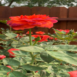 Slow Motion (unfinished) (Explicit)