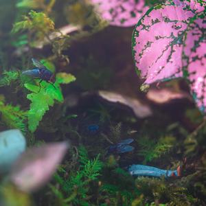 Internet Friends (feat. LARRY FURLOW) (Explicit)