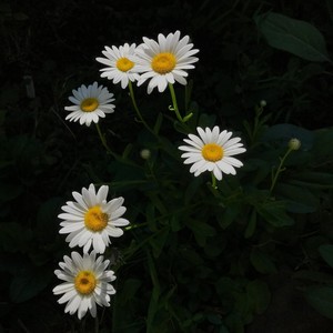 Poems in the Forest(feat. Solvay Linde & Chirag Gokani)