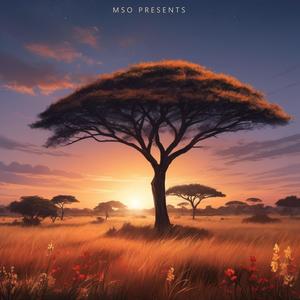 MSO - Malawi