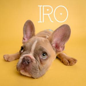 IRO