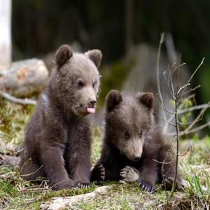 cubs (Live|Explicit)