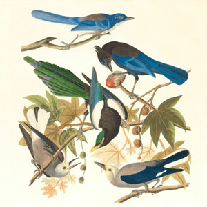 flower in the mirror