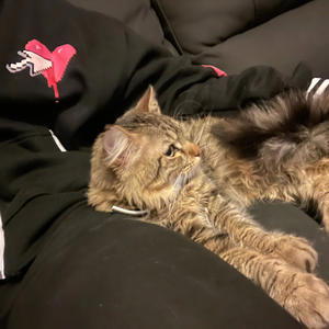 Maintain (feat. truest)