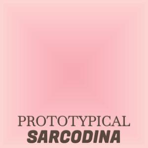 Prototypical Sarcodina