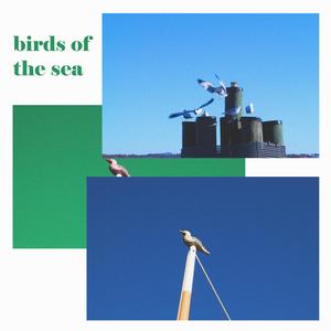 Birds of the Sea